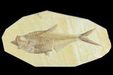 5.65" Fossil Fish (Diplomystus) - Green River Formation - #130313-1